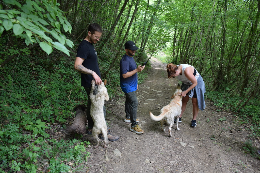 chasse aux truffes