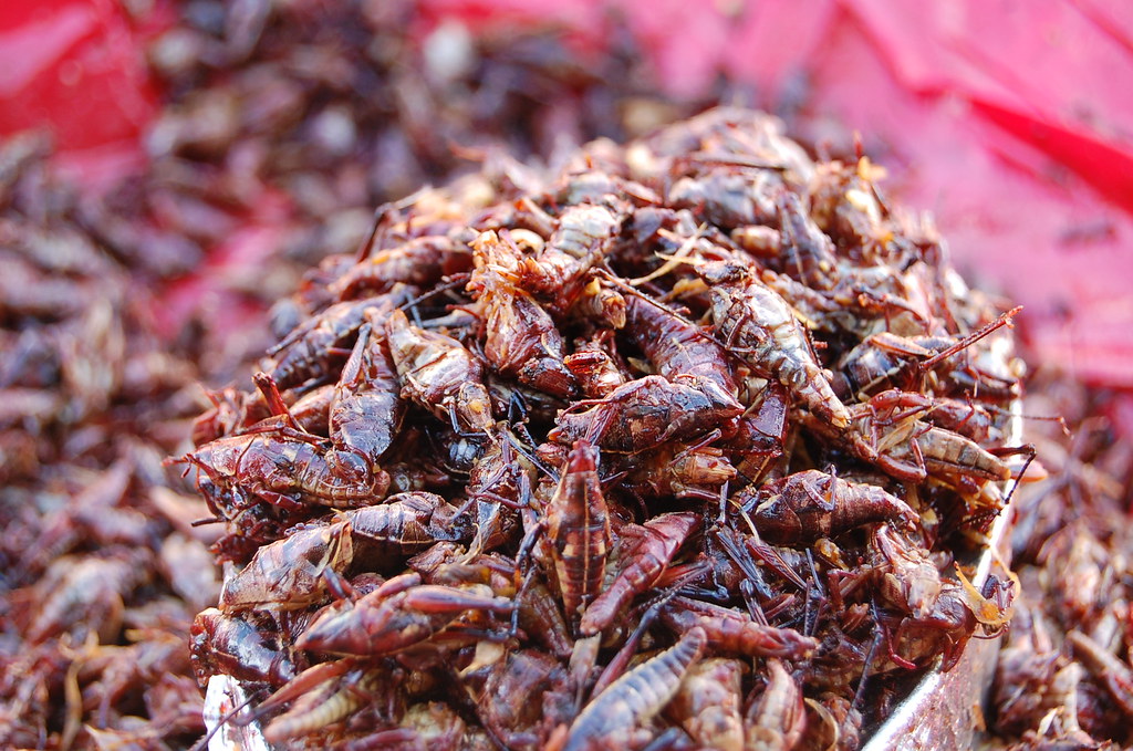 sauterelles grillées