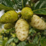 découvrez si le complément de noni est adapté pour améliorer le sommeil des enfants, ses bienfaits potentiels et les précautions à prendre.