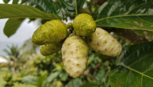 découvrez si le complément de noni est adapté pour améliorer le sommeil des enfants, ses bienfaits potentiels et les précautions à prendre.