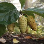 découvrez quelle est la meilleure forme de comprimés de noni pour améliorer la digestion et profiter pleinement de ses bienfaits naturels.