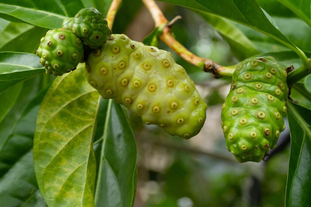 efiicacité noni