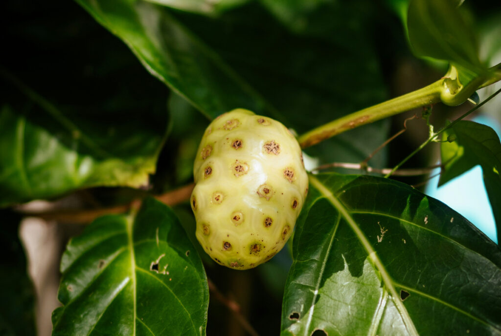 fruit de Noni