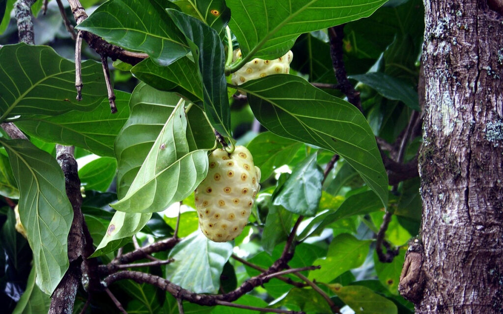 fruit noni