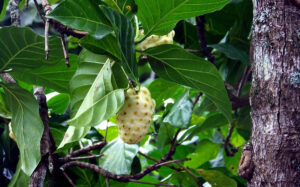 fruit noni