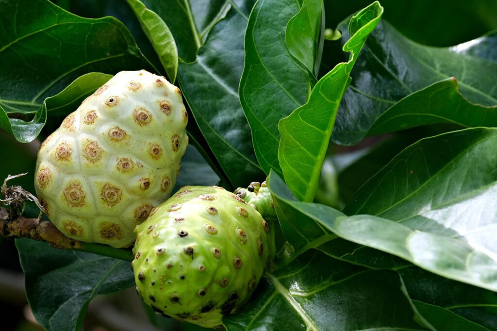 noni