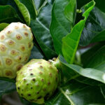 noni